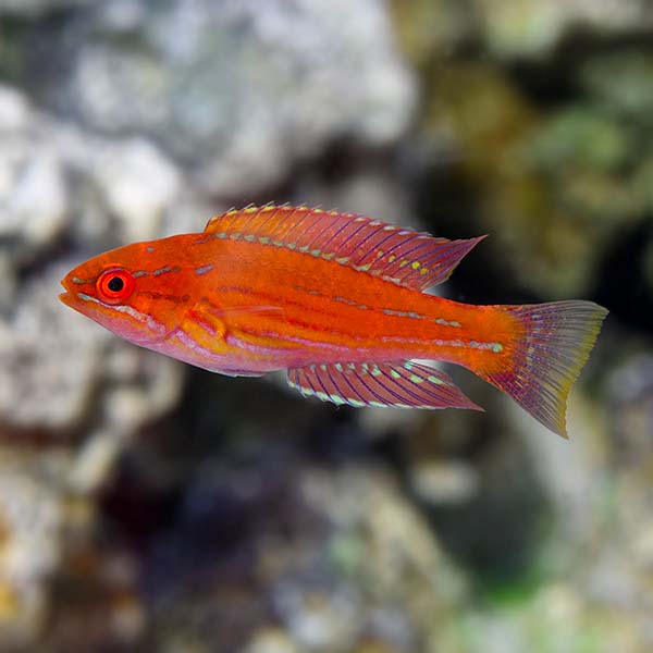 Royal Flasher Wrasse